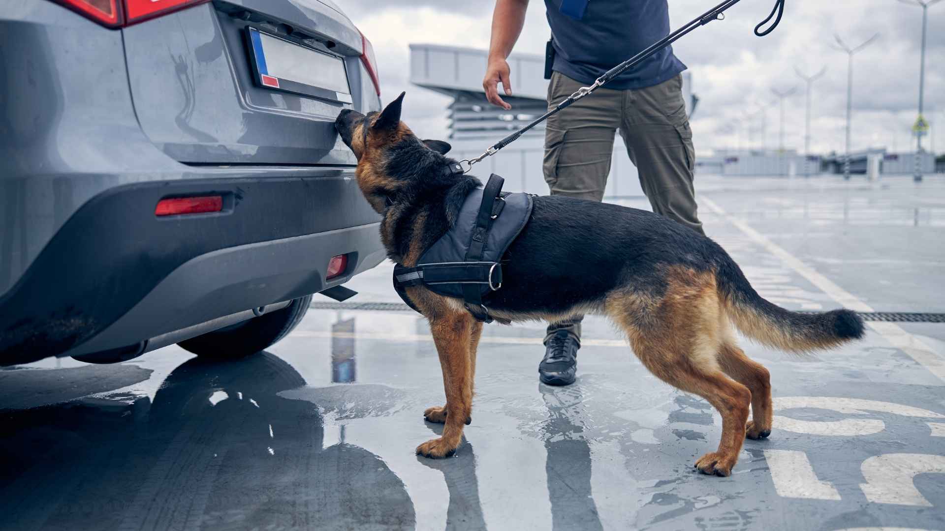 perro policia antidrogas